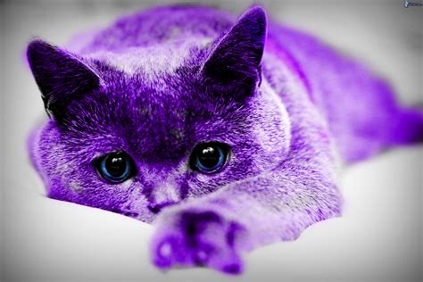 Purple Cat Counselling, Biggin Hill, Bromley, United Kingdom. 146 likes · 7 talking about this. I am a fully qualified counsellor specialising in working with teenagers and young people with many...